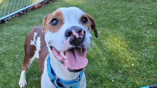 How Your Coffee Supports Fitz Roy’s Second Chance