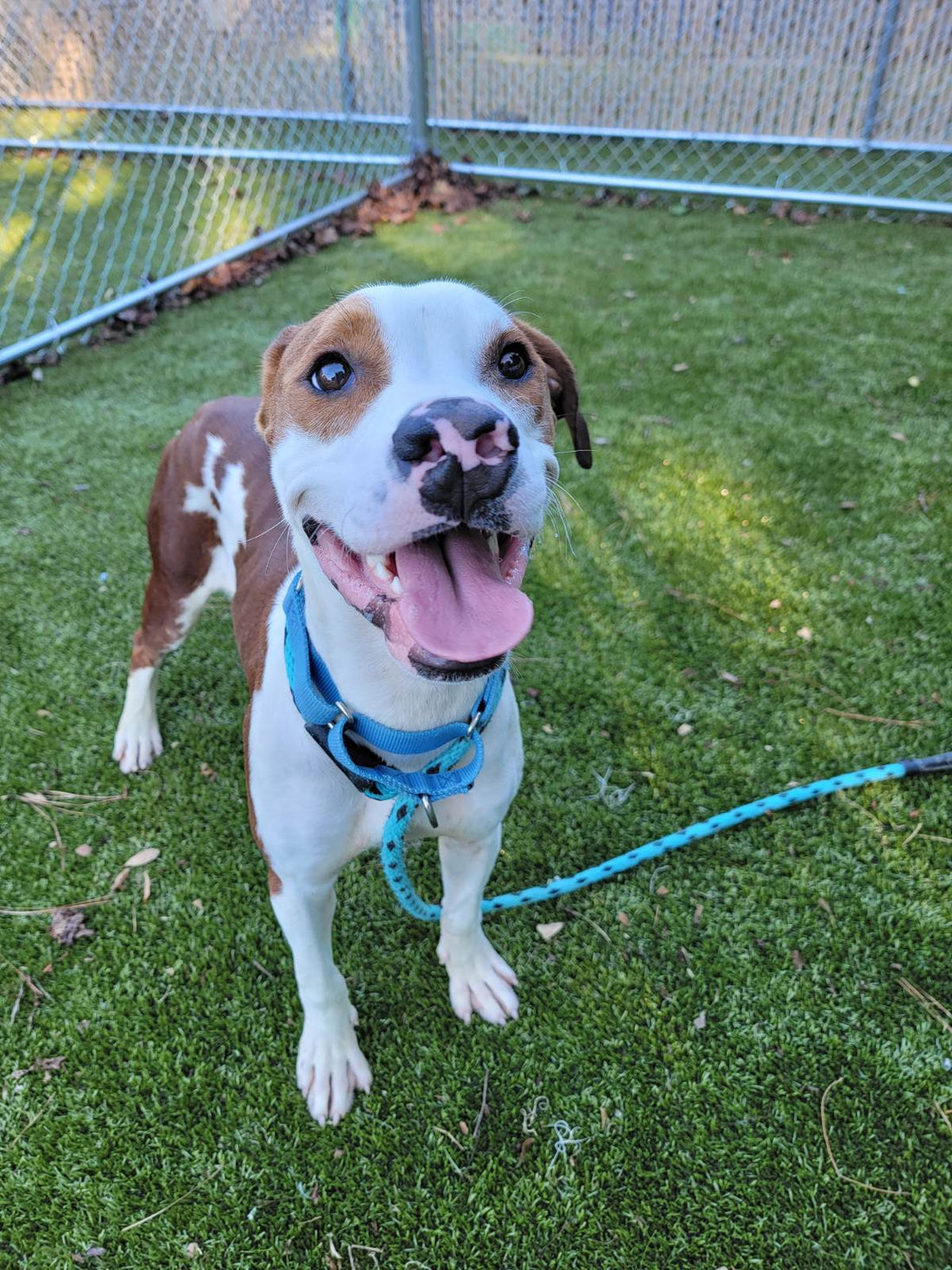 Your Morning Coffee Just Became a Lifeline for a Dog Named Fitz Roy